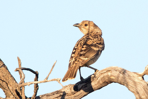 Spotted Bowerbird (Ptilonorhynchus maculatus)